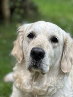 老年白色拉布拉多犬图片